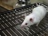 Animal Testing Lab Reveals They Now Have More Medical Knowledge About Mice Than&nbsp;Humans