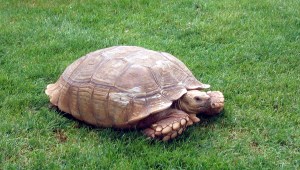 tortoise-1574797-1279x728