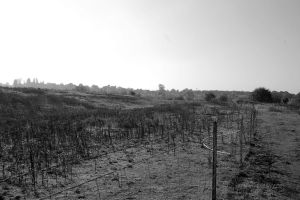 By allen watkin from London, UK (wasteland) [CC BY-SA 2.0 (http://creativecommons.org/licenses/by-sa/2.0)], via Wikimedia Commons