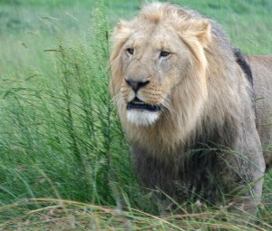 lions-5-1523009-639x544